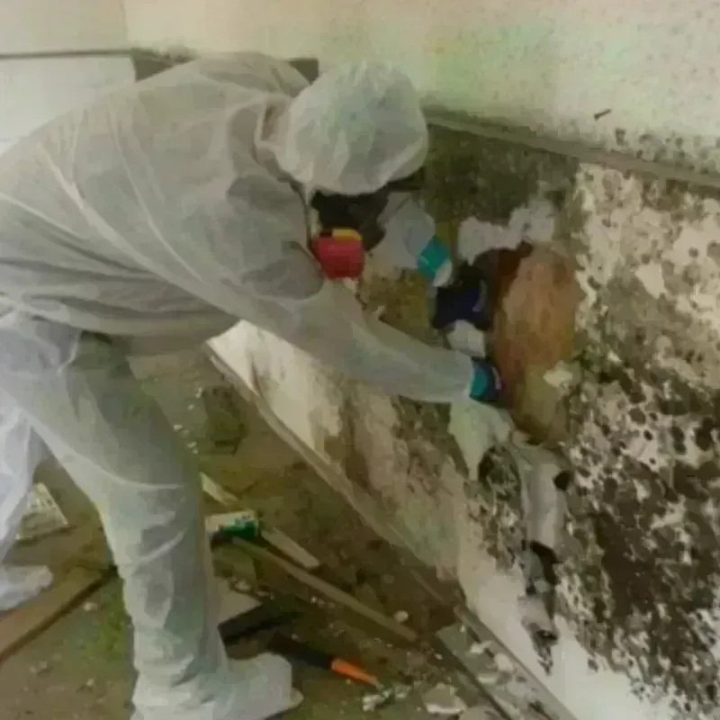 Mold Remediation and Removal in Milpitas, CA